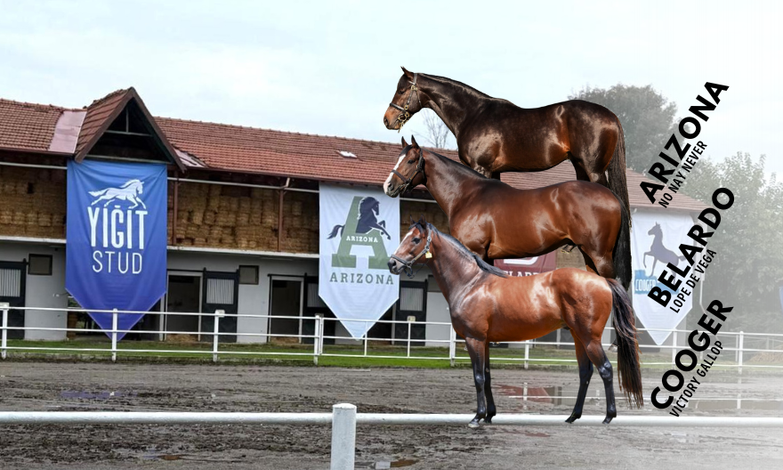 Yiğit Stud’da Görkemli Tanıtım – Arizona, Belardo ve Cooger görücüye çıktı!